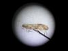 Brachmia blandella